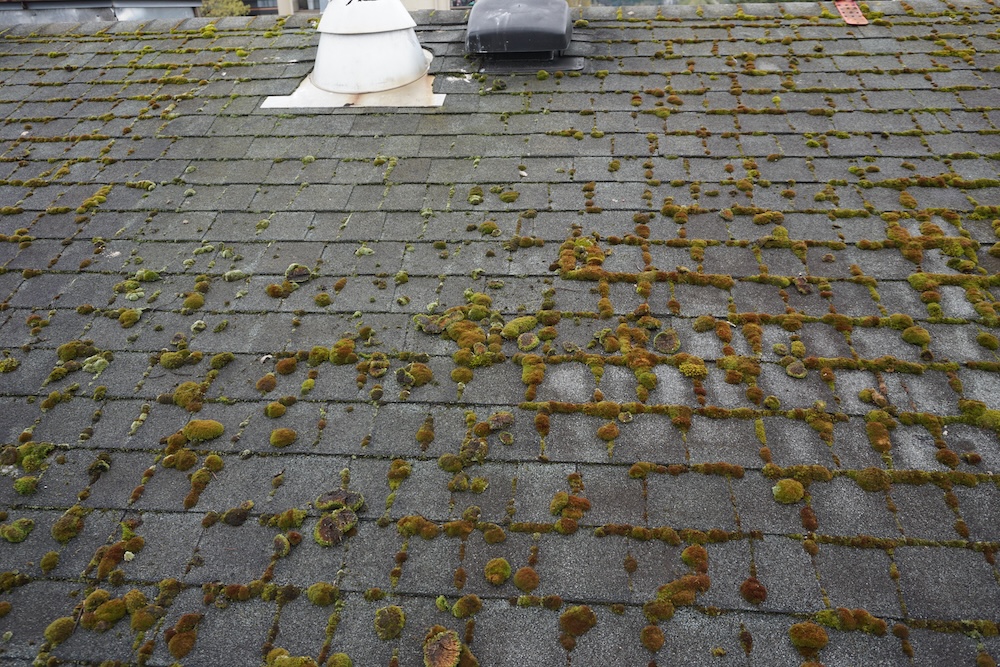 why moss loves shaded roofs